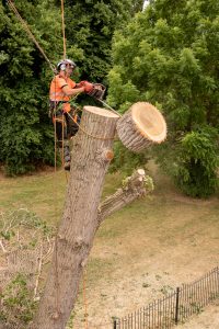 Section felling of a large poplar tree by a tree surgeon