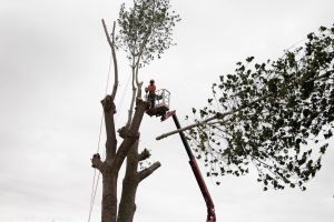 Tree surgeon in MEWP removing large branch from a poplar tree during sectional dismantling