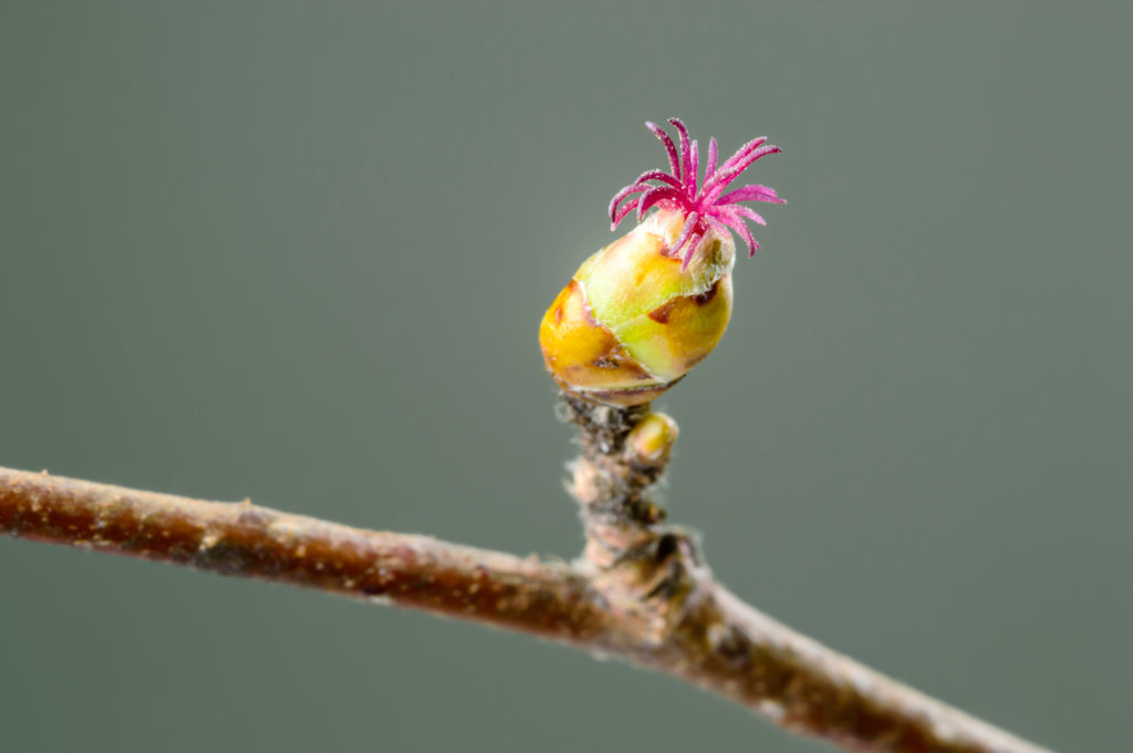 Monoecious and Dioecious Trees What’s the difference? Directree