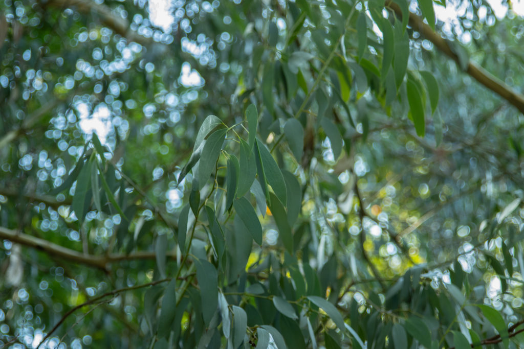 Eucalyptus 100ml main image 1