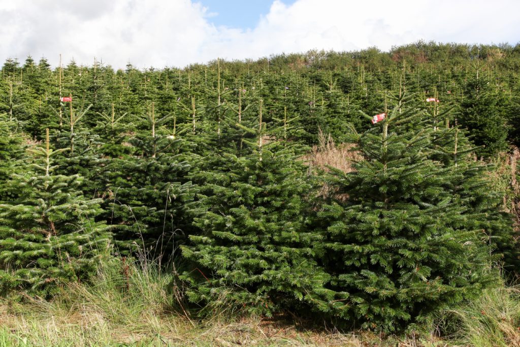 Nordmann Fir Abies nordmanniana Directree