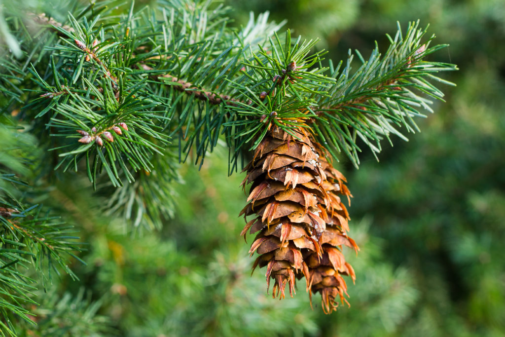 Douglas Fir - Pseudotsuga menziesii | Directree