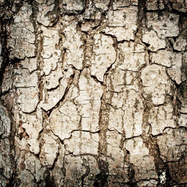 Alder Alnus Glutinosa Directree