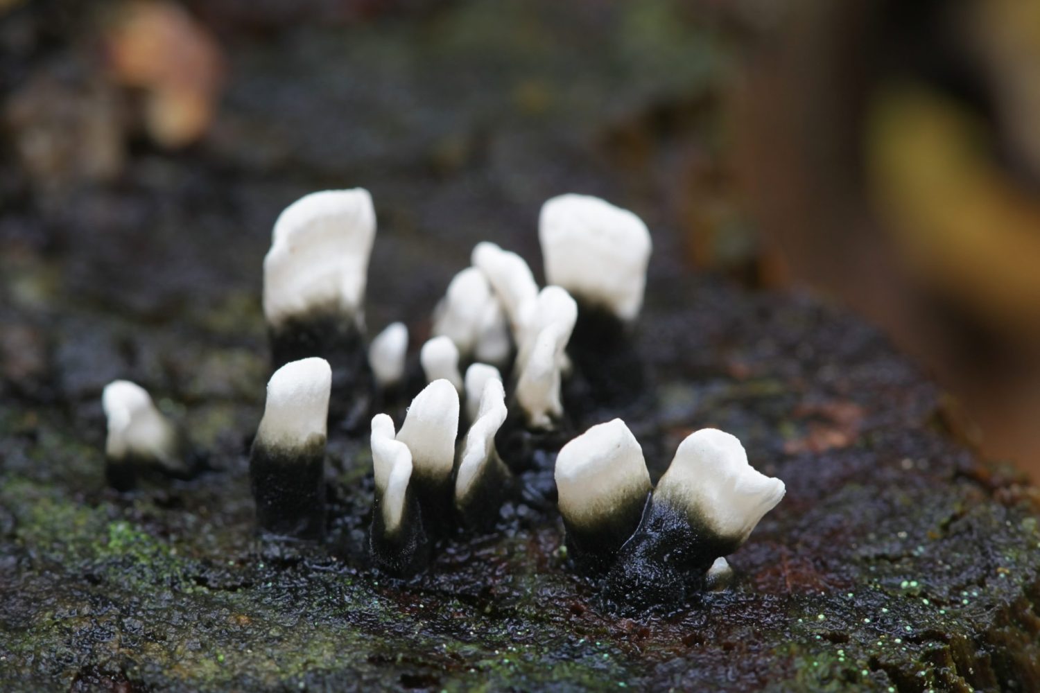 Candlesnuff fungus