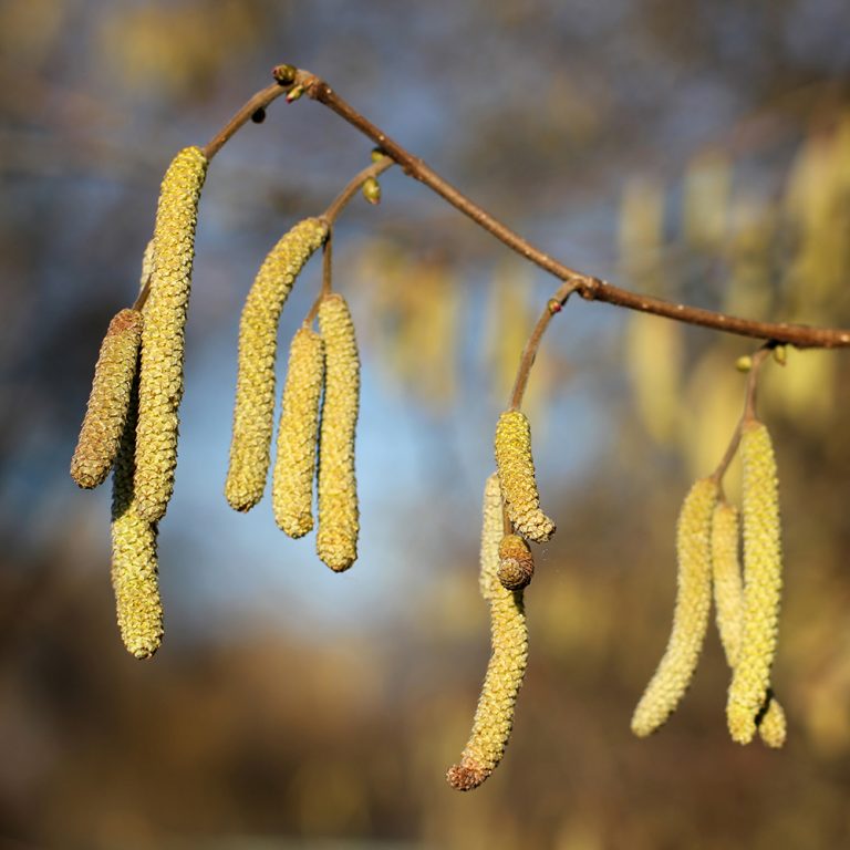Hazel Corylus avellana Directree