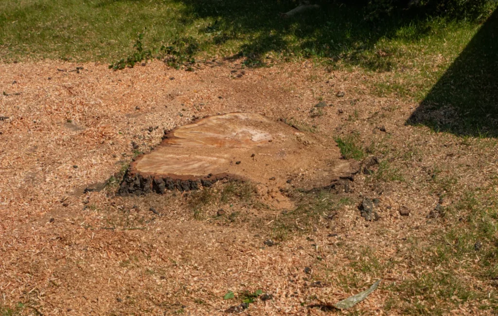 Tree Stump requiring stump grinding
