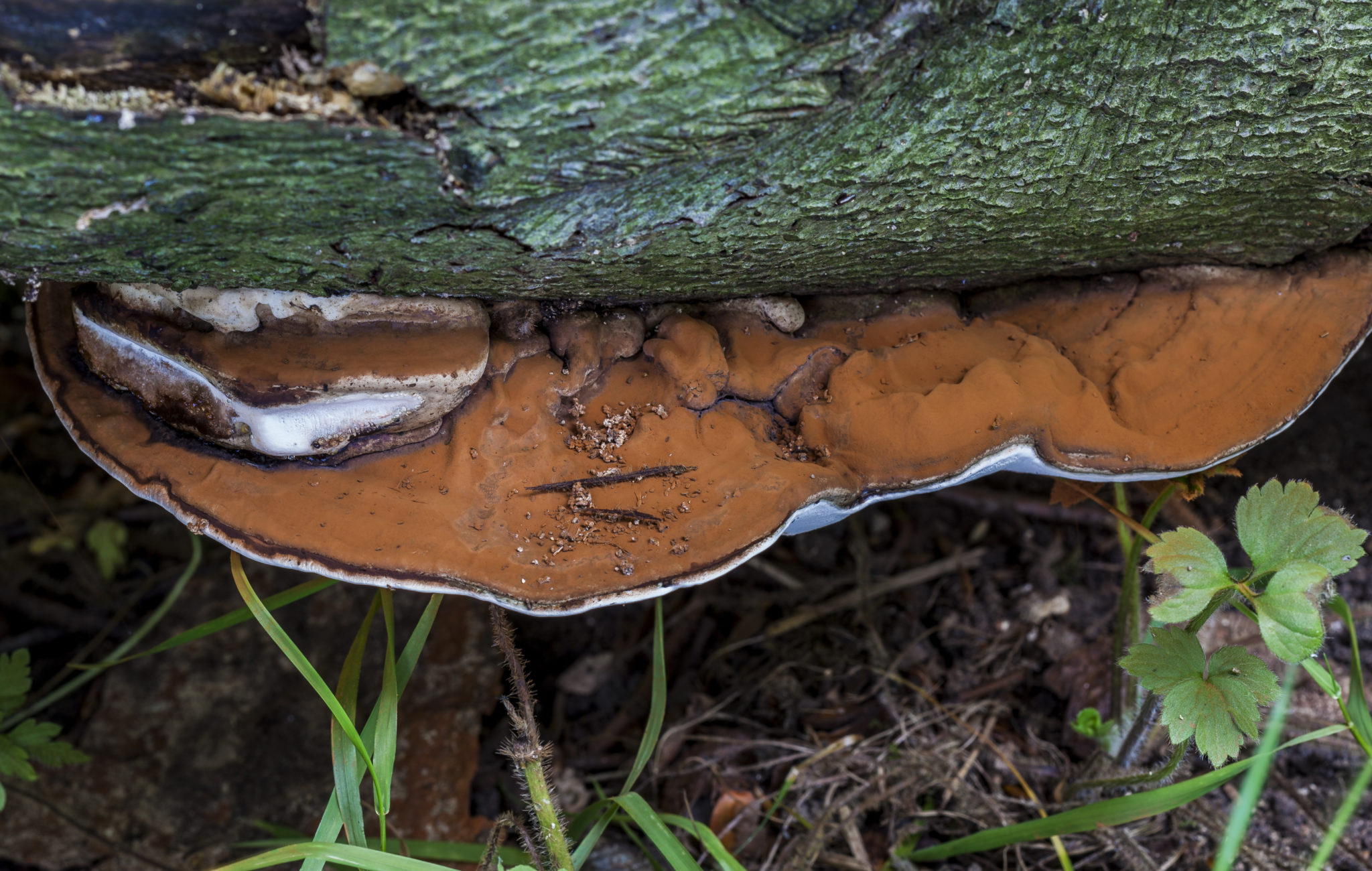 Shelf Fungus On Trees At Chelsea Elyard Blog