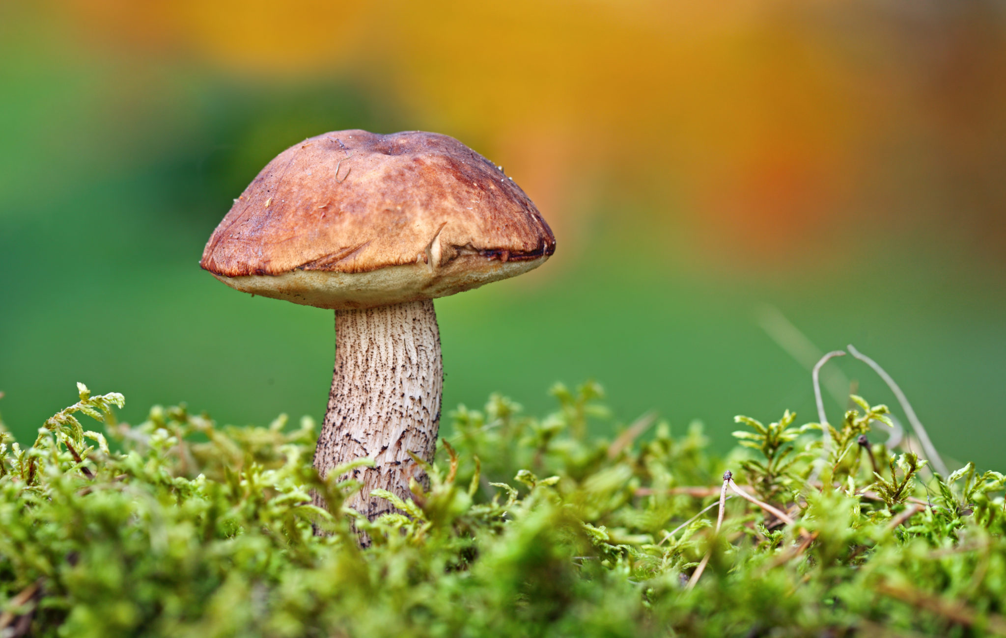brown-birch-bolete-leccinum-scabrum-directree