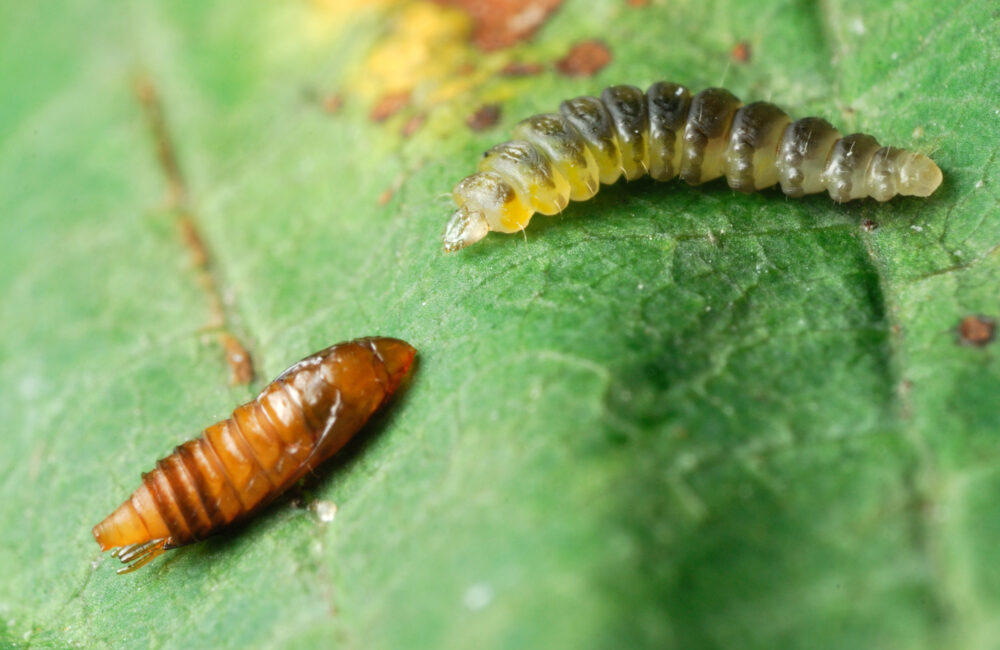 Horse Chestnut Leaf Miner