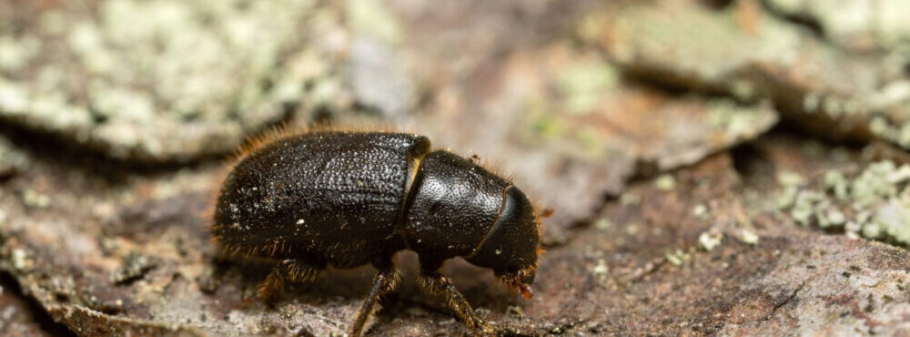 Directree | A Directory of Tree Surgeons & Arborculturists