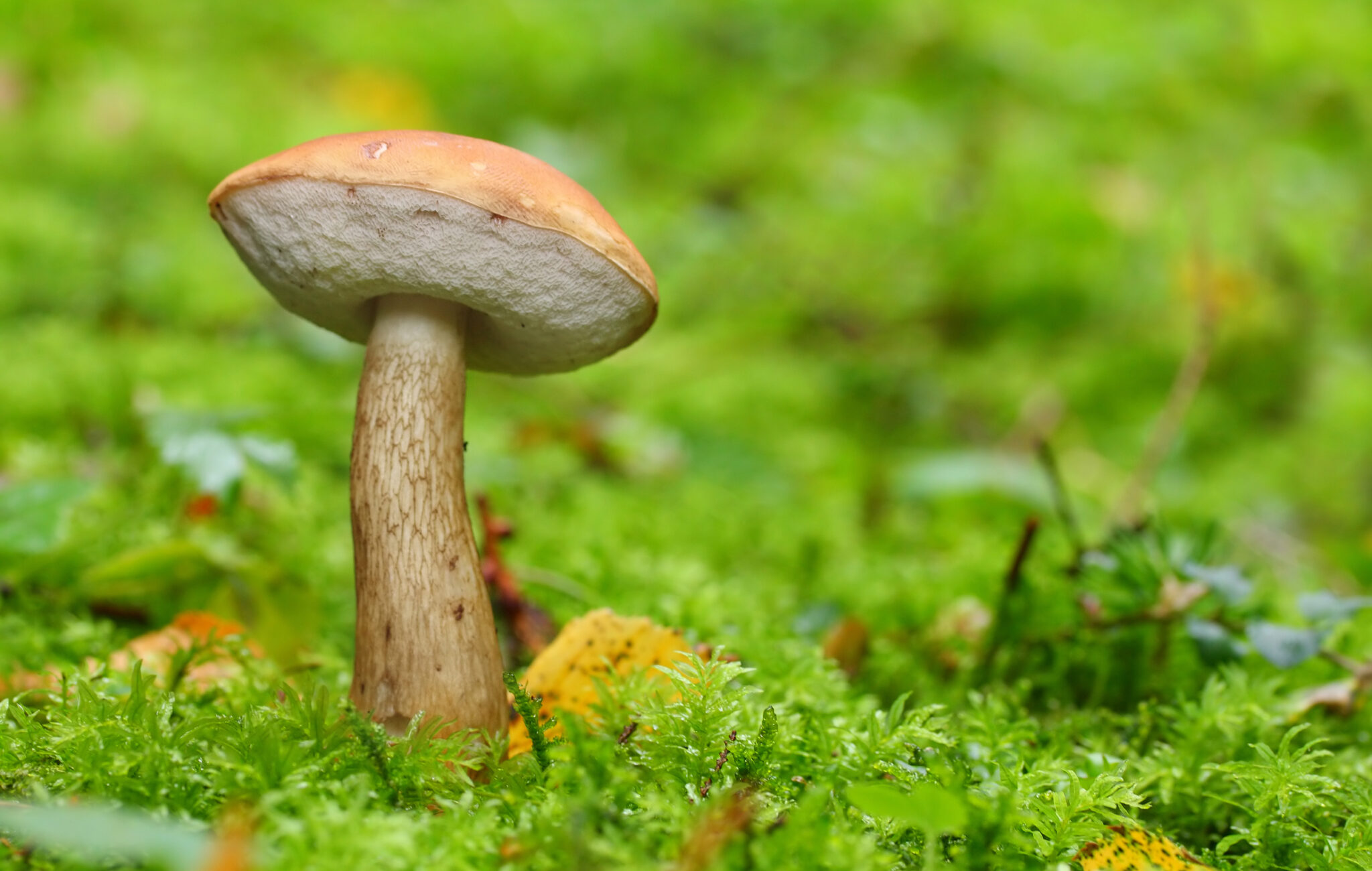 Bitter Bolete Tylopilus felleus Directree