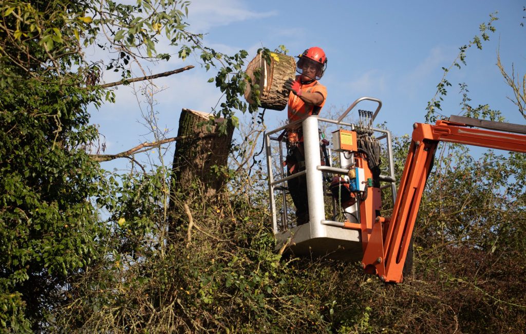 Tree surgeon sectional felling a tree from a MEWP