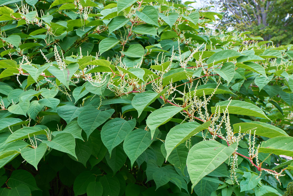 What Is Japanese Knotweed Directree What Is Japanese Knotweed Directree